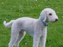 Bedlington Terrier