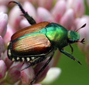 Beetles
