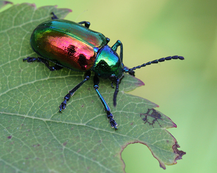 Common Garden Pests and How to Manage Them [Infographic] | Homesteading