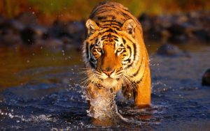 Bengal Tiger : Interesting Facts, Habitat, Pictures