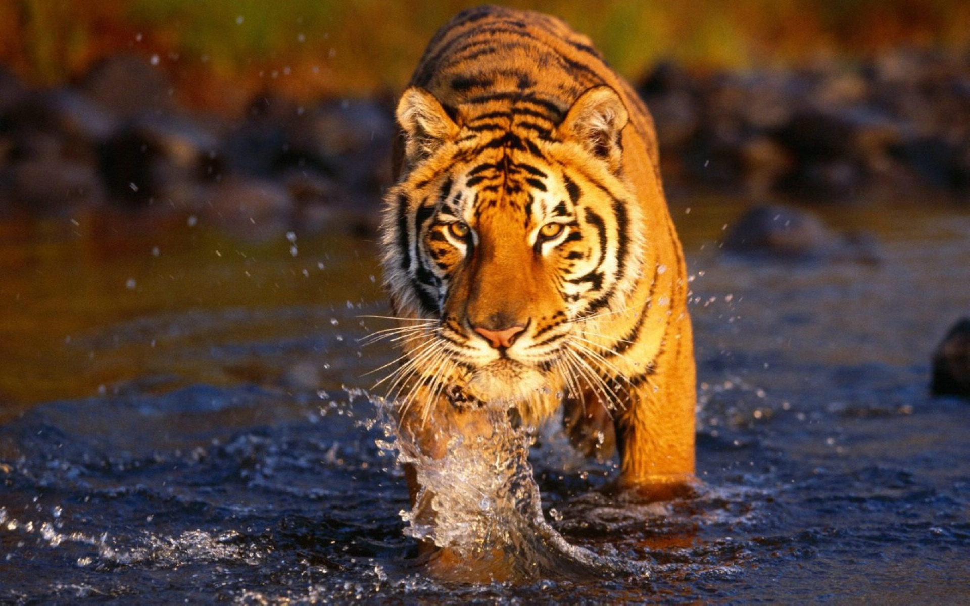 Bengal Tiger - Facts, Pictures, Habitat, Information, Diet, Lifestyle