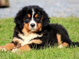 Bernese Mountain Dog