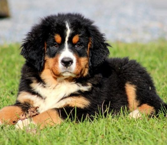 Bernese Mountain Dog