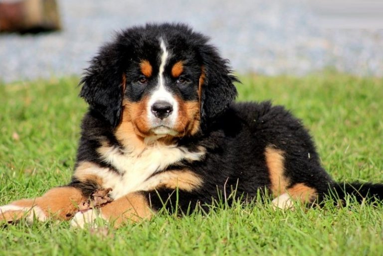 Bernese Mountain Dog