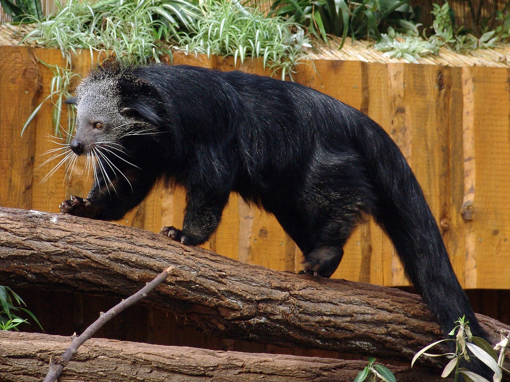 Binturong Pictures Facts Pet Information Diet Lifestyle