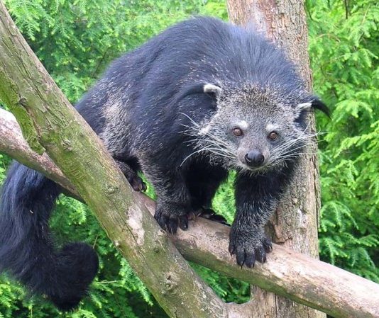 Binturong