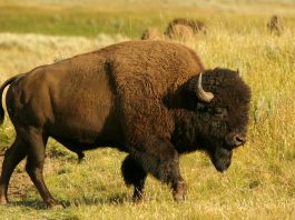 Bison
