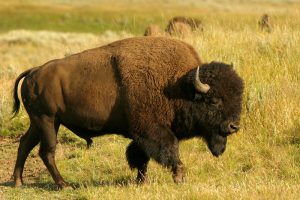 Bison