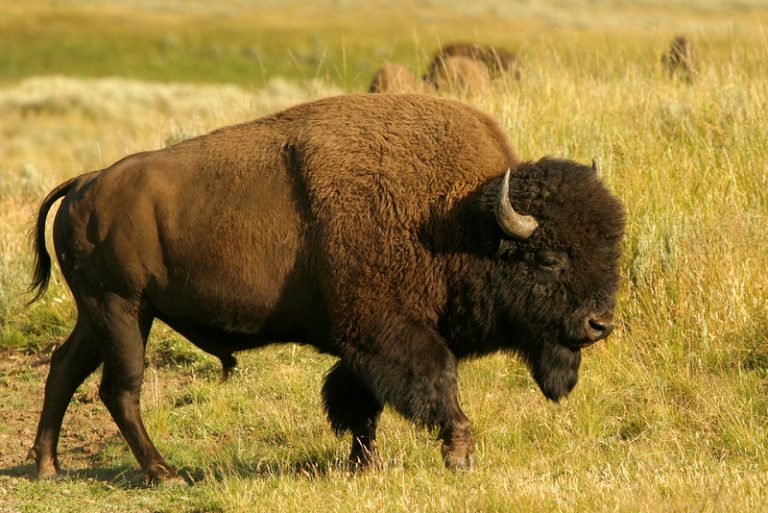 Bison