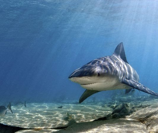 Bull Shark