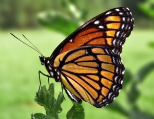 Butterfly – Facts, Life Cycle, Breeding, Life Span