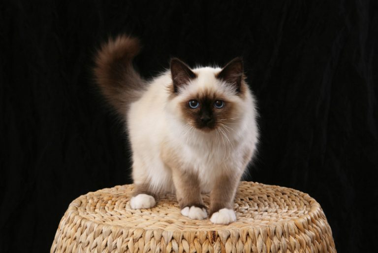 Birman Cat