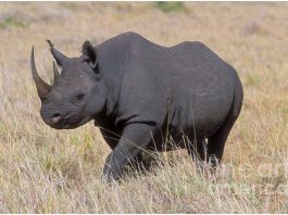 Black rhinoceros