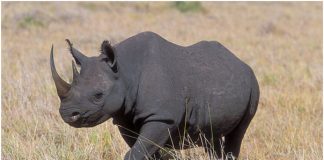 Black rhinoceros