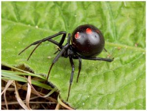 Black Widow Spider