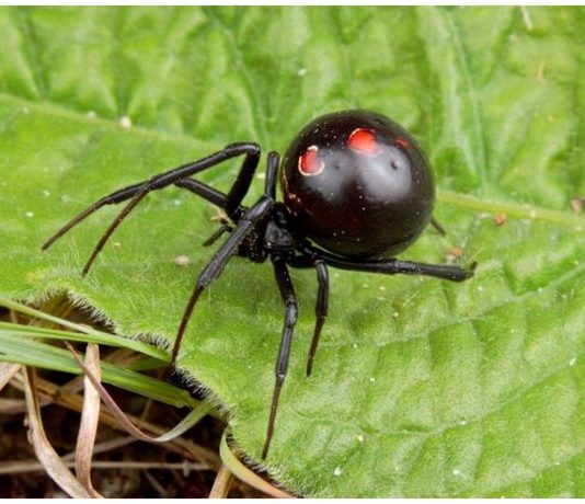 Black Widow Spider