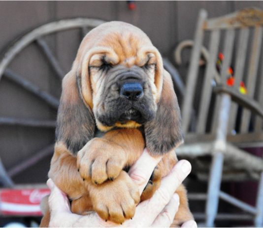 Bloodhound