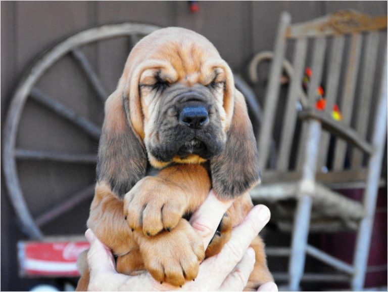 Bloodhound