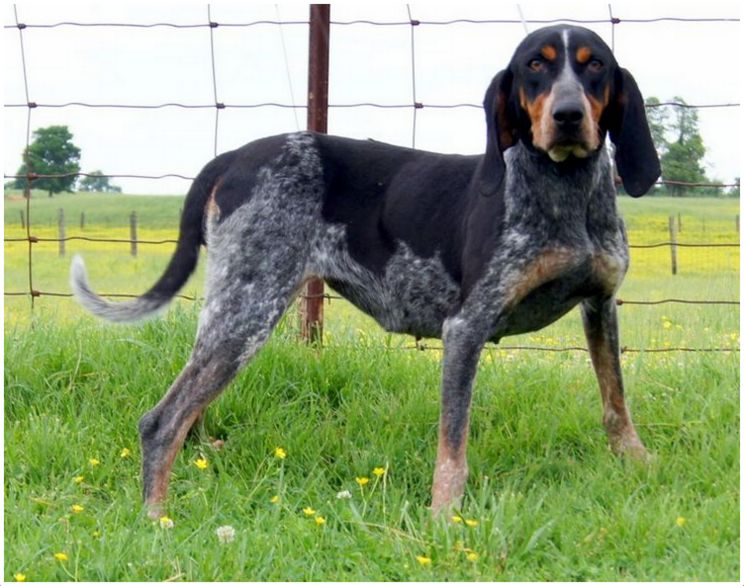 full grown blue tick hound