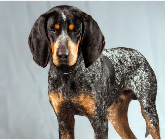 Bluetick Coonhound