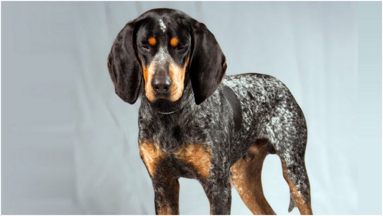 Bluetick Coonhound