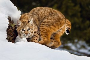 Bobcat
