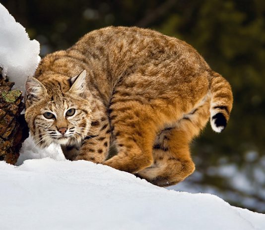 Bobcat