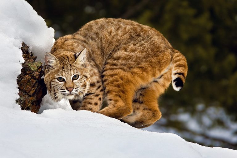 Bobcat