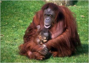 Bornean Orangutan : Facts, Habitat, Size, Lifespan
