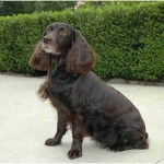 Boykin Spaniel