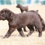 Boykin Spaniel