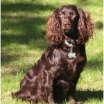 Boykin Spaniel