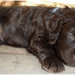 Boykin Spaniel