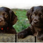 Boykin Spaniel