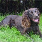 Boykin Spaniel