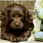 Boykin Spaniel