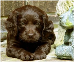 Boykin Spaniel – Puppies, Temperament, Price