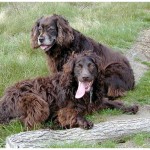 Boykin Spaniel