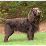 Boykin Spaniel