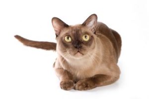 Burmese Cat – Facts, Price, Lifespan & Characteristics