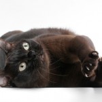 Burmese Cat