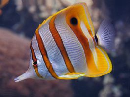 Butterfly Fish