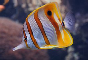 Butterfly Fish
