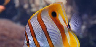 Butterfly Fish