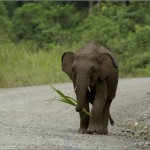 borneo pygmy elephant