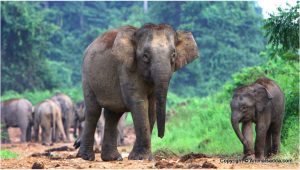 Borneo Pygmy Elephant – Facts, Habitat, Pictures