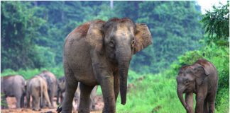 borneo pygmy elephant