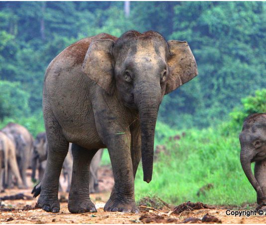 borneo pygmy elephant