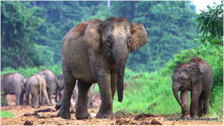 borneo pygmy elephant