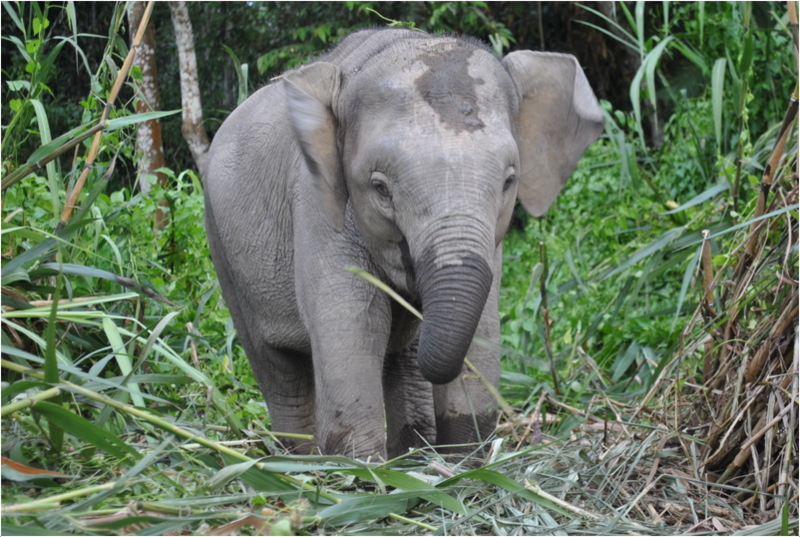 borneo pygmy elephant 5